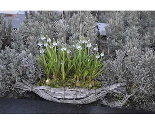 Blühende Traubenhyazinthen in einem Flechtkorb