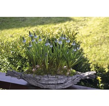 Blaue Traubenhyazinthen in einem Dekokorb im Garten