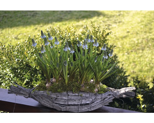 Blaue Traubenhyazinthen in einem Dekokorb im Garten