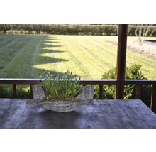 Dekoration mit blühenden Zwiebelblumen in einem Korb auf einem Gartentisch