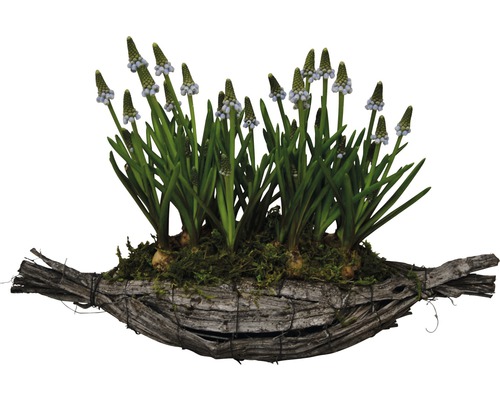 Traubenhyazinthen im Holzgefäß