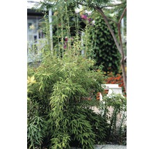 Bambuspflanze im Garten