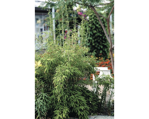 Bambuspflanze im Garten