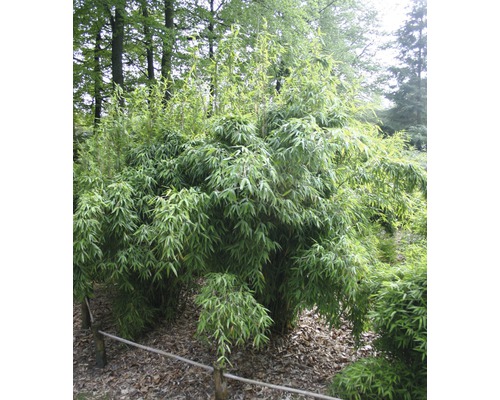 Bambuspflanze im Garten