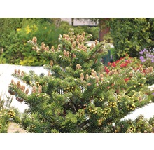 Koreatanne FloraSelf Abies koreana 'Molli' H 15-20 cm Co 2 L-thumb-2 Koreatanne FloraSelf Abies koreana 'Molli' H 15-20 cm Co 2 L-thumb-2
