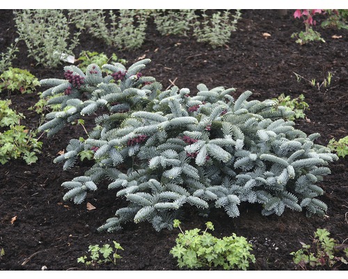 Zwerg-Koreatanne im Gartenbeet