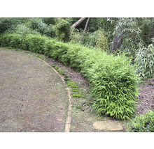 Reihe grüner Bambuspflanzen im Garten