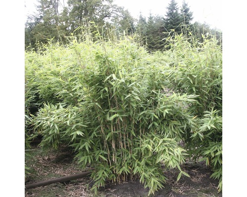 Bambuspflanze im Freien