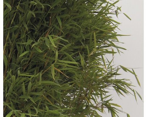 Bambuspflanze mit grünen Blättern