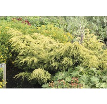 Gelber Kriechwacholder im Gartenbeet