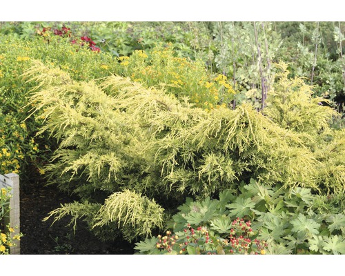 Gelber Kriechwacholder im Gartenbeet