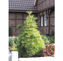 Japanische Schirmtanne im Gartenbeet vor einem Wohnhaus