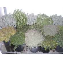 Verschiedene Kräuterpflanzen in Töpfen, darunter Thymian, Rosmarin, Salbei und Lavendel