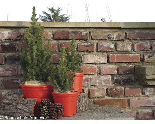 Drei Fichtenbäume in Pflanzgefäßen vor einer Ziegelmauer.