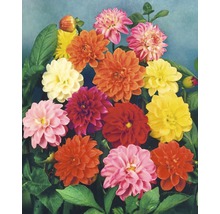 Verschiedenfarbige Dahlienblüten mit grünen Blättern.
