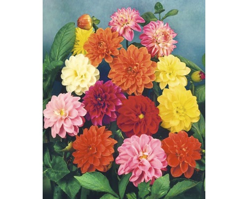 Verschiedenfarbige Dahlienblüten mit grünen Blättern.