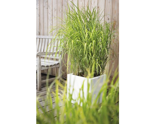Gras im weißen Pflanzgefäß auf einer Terrasse mit einer Bank