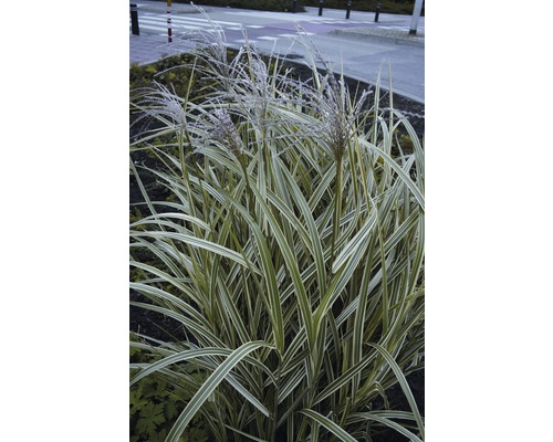 Weißgestreifter Chinaschilf FloraSelf Miscanthus sinensis 'Variegatus' H 10-80 cm Co 3 L