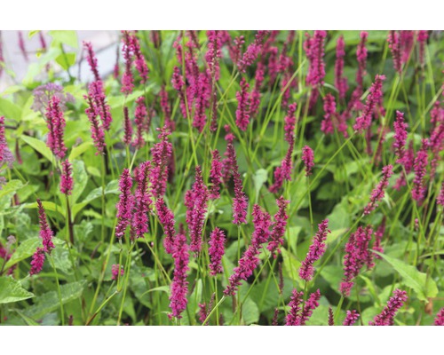 Knöterich FloraSelf Bistorta amplexicaulis (ehem. Persicaria amplexicaulis) H 5-40 cm Co 0,5 L