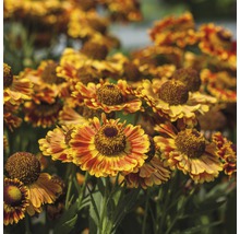 Gruppe von Sonnenbraut Blumen im Garten