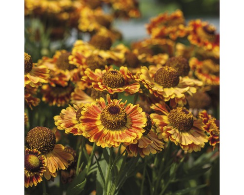 Gruppe von Sonnenbraut Blumen im Garten