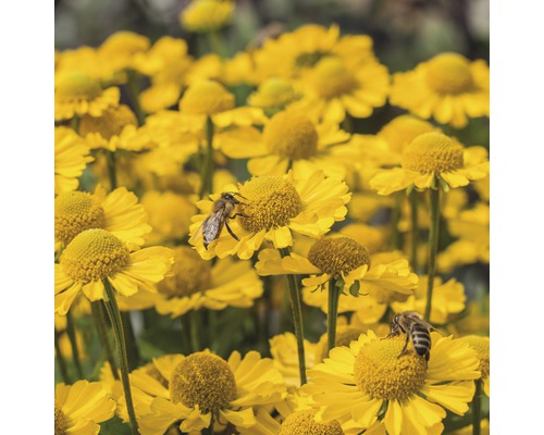 Gelbe Helenium Blumen mit Bienen