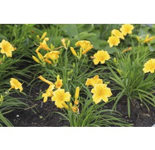 Gelbe Taglilien im Gartenbeet
