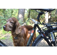 Fahrrad mit Hundehalterung und einem Irischen Setter im Wald.