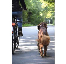 Fahrradfahrer mit Hund an der Leine auf der Straße.