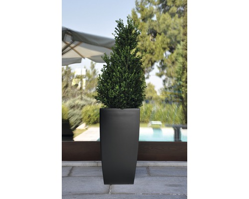 Spitz zulaufender Buchsbaum in einem Pflanzgefäß