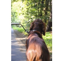 Hund an der Leine auf einem Weg im Freien