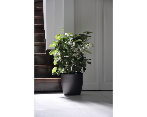 Duftjasmin im Topf neben Treppe und Tür