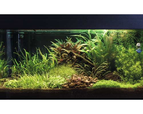 Aquarium mit verschiedenen Wasserpflanzen und Dekorationen