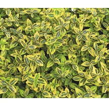 Im Bild ist eine Spindelstrauchpflanze mit Blättern zu sehen.