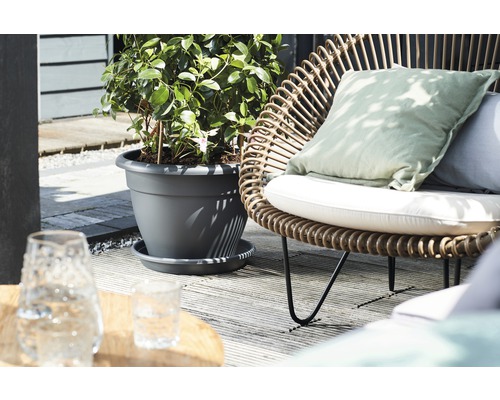 Szene mit Pflanze in grauem Blumentopf und Rattansessel mit Kissen