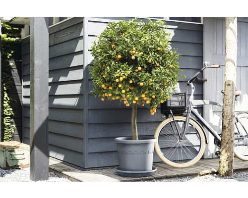 Kumquatbaum im Topf neben einem Fahrrad vor einem Holzhaus