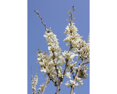 Blühender Judasbaum mit weißen Blüten vor blauem Himmel