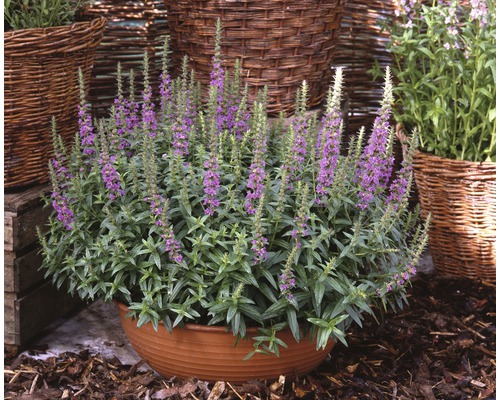 Blutweiderich FloraSelf Lythrum salicaria H 10-30 cm Co 3 L