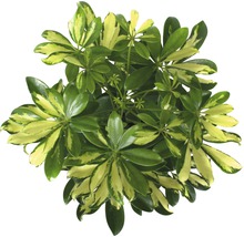 Schefflera Zimmerpflanze mit grünen und gelben Blättern von oben