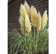 Pampasgras mit Blättern und Blütenständen vor einer Backsteinmauer