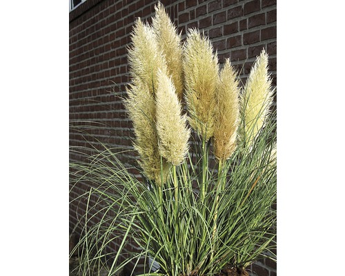 Pampasgras mit Blättern und Blütenständen vor einer Backsteinmauer