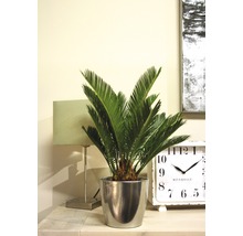 Zamioculcas Pflanze im silberfarbenen Topf auf einem Tisch mit Lampe und Uhr