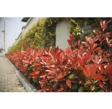 Glanzmispel 'Robusta Compacta' Pyramide FloraSelf Photinia fraseri 'Robusta Compacta' H 100-125 cm Co 20 L