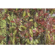 Photinia Pflanze mit roten und grünen Blättern