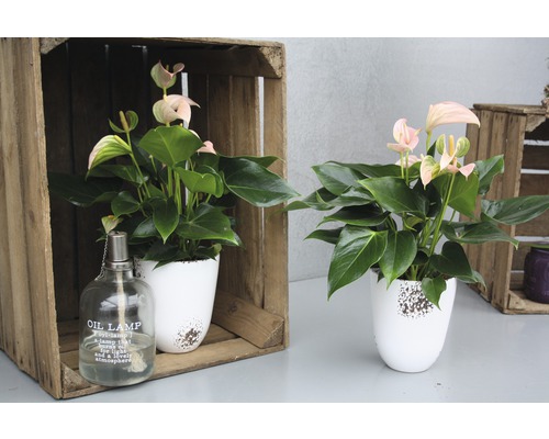 Zwei Flamingoblumen in weißen Übertöpfen, mit einer Öllampe auf einem Tisch in Holzkisten