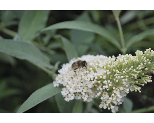 Schmetterlingsflieder mit Insekt auf Blüte