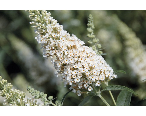 Nahaufnahme einer weißen Schmetterlingsfliederblüte.