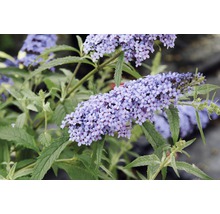 Sommerflieder Buddleja davidii 'Buzz Sky Blue' 40/60 cm, im 7 L-Topf