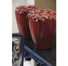 Zwei Pflanzgefäße mit Pflanzen auf einem Tisch