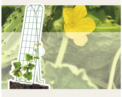 Gurkenpflanze mit Rankhilfe im Garten